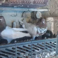 بیرجفت قرمزباش اویناخ هوا گوشی
