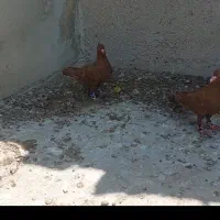 کبوتر سرخ بهبهانی