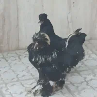 مرغ و خروس نژاد سلطان اصیل و سالم