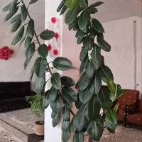 گل و گیاه تازه
