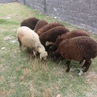 گوسفند|لوازم جانبی حیوانات|علی‌آباد کتول, |دیوار