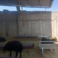 فروش بره و میش زنده با قیمت مناسب