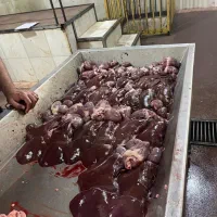 پخش آلایش گوسفندی و گوساله کشتار روز تهران