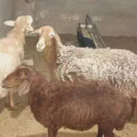 سلام ۲ میش با دو بره بزرگ فروشی