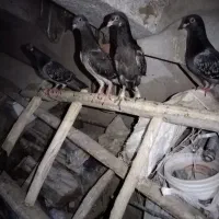 بچه کبوتر یا همان مفلق پلاکی