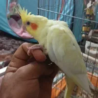 جوجه عروس هلندی.بندردیر