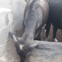 گاومیش نر