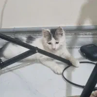 واگذاری گربه سه ماهه