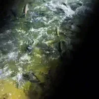 فروش بچه ماهی قزل الا