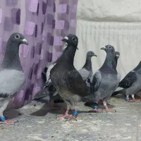 کبوتر پلاکی جوجه