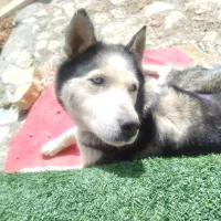 سگ هاسکی ماده