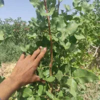فروش پیوندک