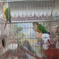 فروش گرینچیک
