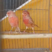قناری|پرنده|لنجان, |دیوار