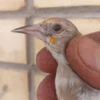 سهره|پرنده|تیران, |دیوار