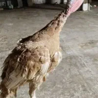 بوقلمون ماده