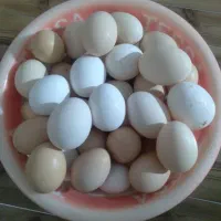 تخم مرغ محلی