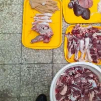 ارگانیک گوسفند شاهین ویلا باغستان یاس بنیاد