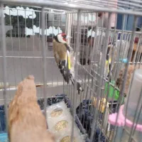 سهره|پرنده|فولادشهر, B1|دیوار