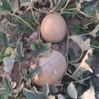 جانا درجه ۱ سر زمین