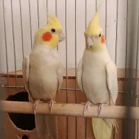 عروس هلندی مولد
