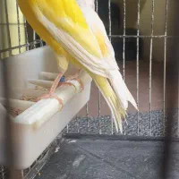 دوعدد ماده قناری آماده مناسب جفت زدن