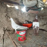 کبوتر های پرشی و جوجه دار