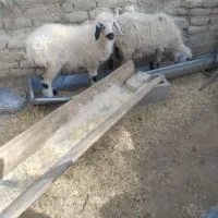 گوسفند با بره چاق