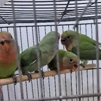 فروش جوجه کوتوله ۲ماهه