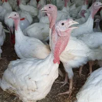 بوقلمون گوشتی