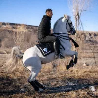 اسب نریان سرلشگر