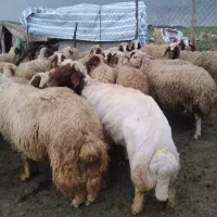 قوچ‌ سنجابی جوان