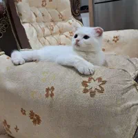 واگذاری گربه اسکاتیش فولد ماده ۴ماهه