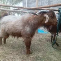 گوسفند