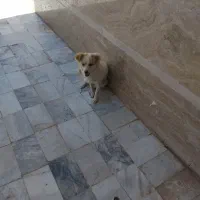 باسلام دوعدد سگ هر دو ماده بدون هیچ مشکلی