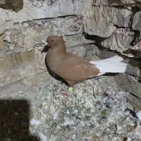 ۲ عدد نر زرد دم سفید و ۱ ماده سرخ دم سفیدخال سیاه