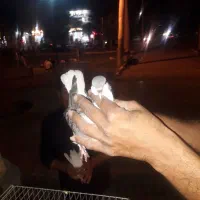 کفتر صد همه جوانه