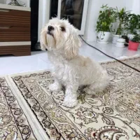 سگ واگذاری