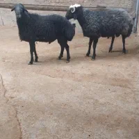 ۲ عدد قوچ