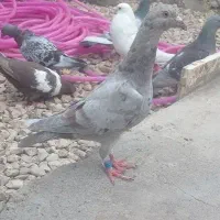 دورگ