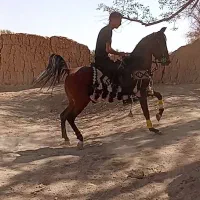 مادیان