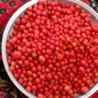 گوجه ی محلی
