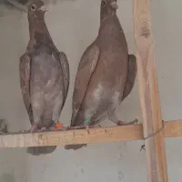 کبوتر انگلیسی و پتی والا
