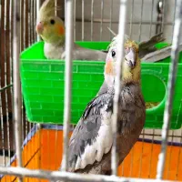 دو عدد عروس هلندی
