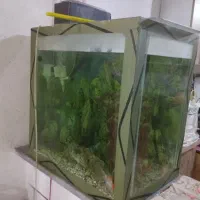 آکواریوم  بزرگ