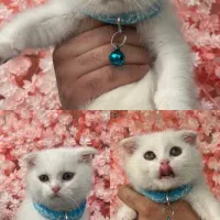 گربه اسکاتیش و بریتیش توله ۲ ماهه