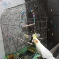 یک جفت عروس هلندی ب همراه جوجه