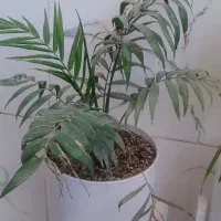 گلخانه