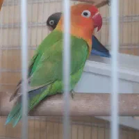 یه جفت طوطی برزیلی