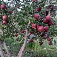 باغ-1500-متری-کهکران-روستای-انگره